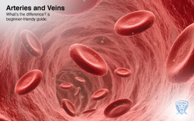 What is the difference between arteries and veins?